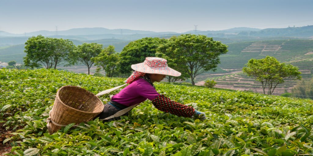 Tea production declined 3.7% in June to 137.85 million kg